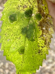 Pachypsylla celtidisvesicula