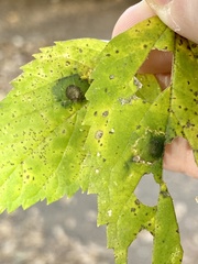 Pachypsylla celtidisvesicula