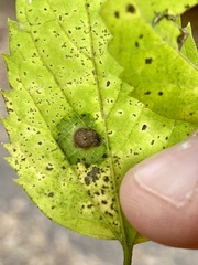 Pachypsylla celtidisvesicula