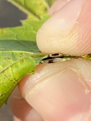 Pachypsylla celtidisvesicula