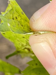 Pachypsylla celtidisvesicula