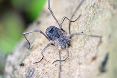 Lacinius horridus