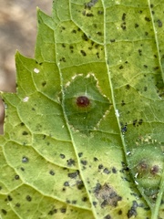 Pachypsylla celtidisvesicula