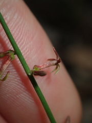 Stackhousia muricata