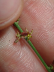 Stackhousia muricata