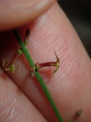 Stackhousia muricata