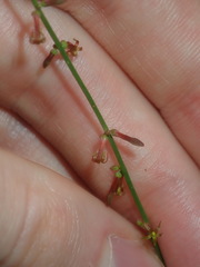 Stackhousia muricata