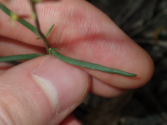 Stackhousia muricata