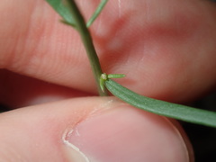 Stackhousia muricata