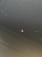 Araneus pegnia