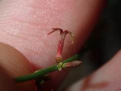 Stackhousia muricata