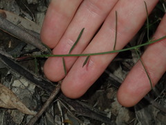 Stackhousia muricata