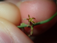 Stackhousia muricata