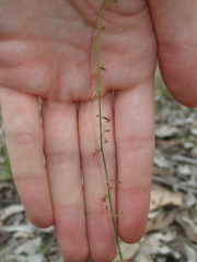 Stackhousia muricata