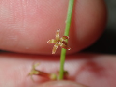 Stackhousia muricata