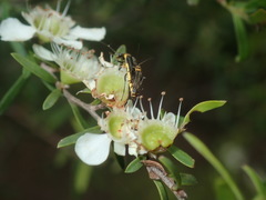 Chauliognathus sydneyanus