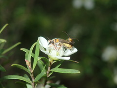 Chauliognathus sydneyanus