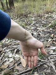 Stackhousia muricata