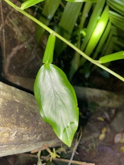 Pothos