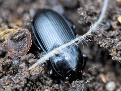 Harpalus dimidiatus