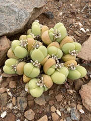 Gibbaeum heathii