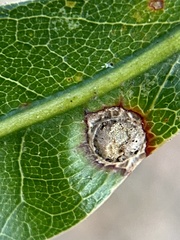 Dryocosmus quercuspalustris