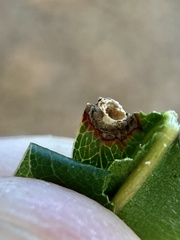 Dryocosmus quercuspalustris