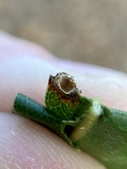 Dryocosmus quercuspalustris