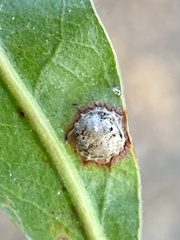 Dryocosmus quercuspalustris