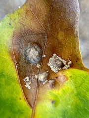 Taphrina caerulescens