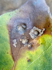 Taphrina caerulescens