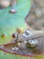 Taphrina caerulescens
