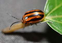 Oides seminigra