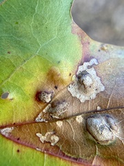 Taphrina caerulescens