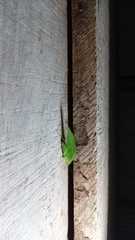 Phylloptera