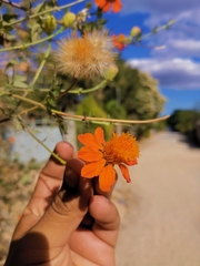 Adenophyllum aurantium