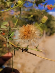 Adenophyllum aurantium