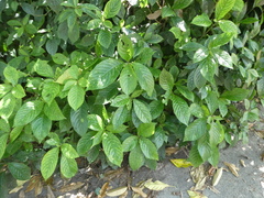 Strobilanthes crispus