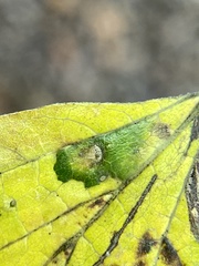 Pachypsylla celtidisvesicula