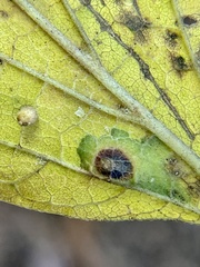 Pachypsylla celtidisvesicula