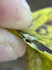 Pachypsylla celtidisvesicula