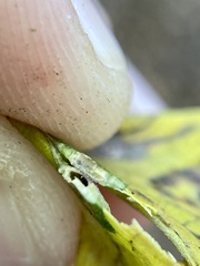 Pachypsylla celtidisvesicula