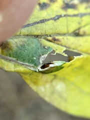 Pachypsylla celtidisvesicula