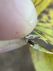 Pachypsylla celtidisvesicula