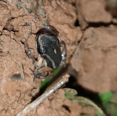 Dendrobatoidea