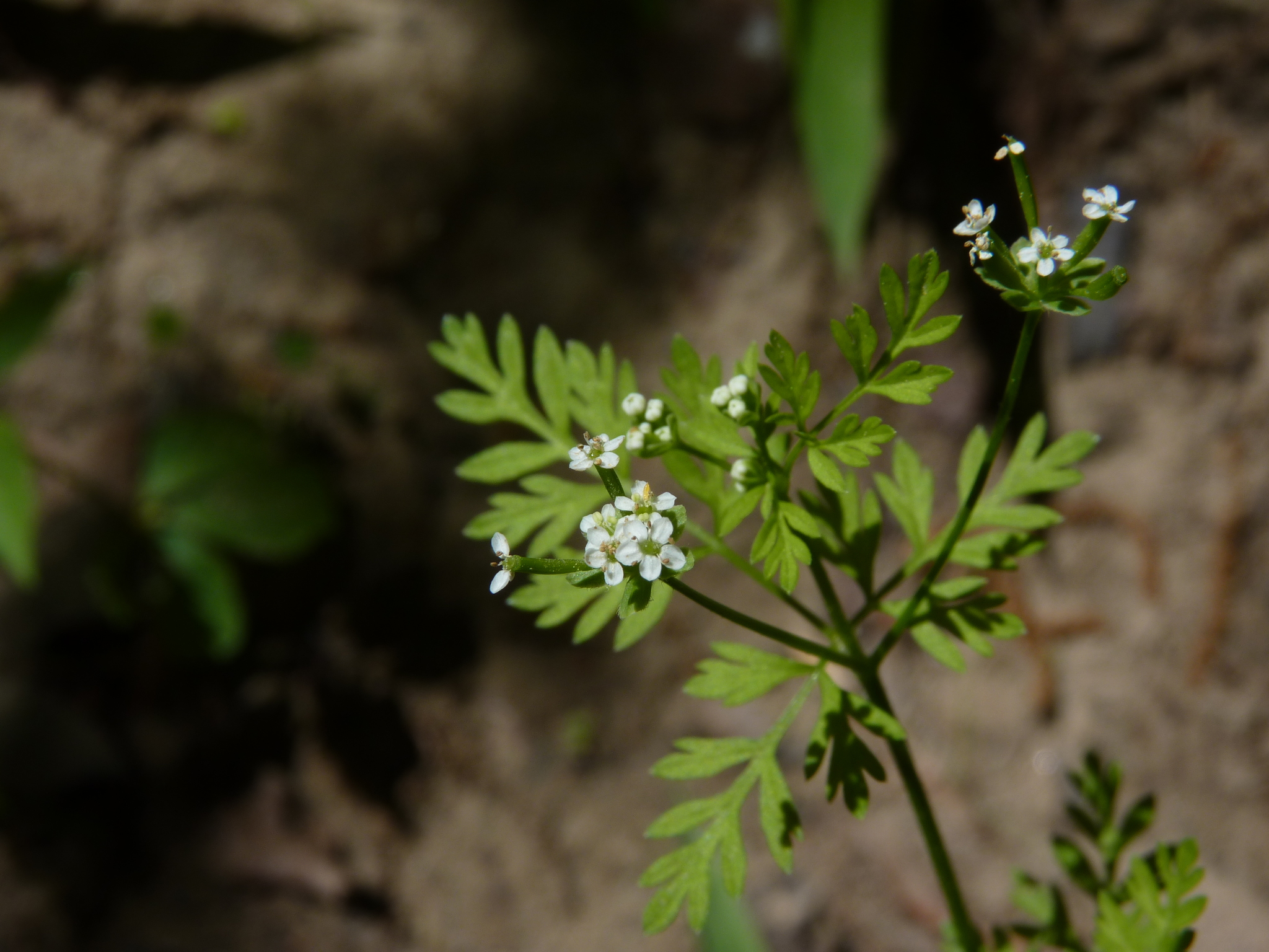 Chaerophyllum procumbens