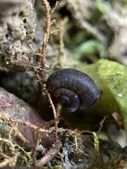 Excellaoma melbournensis