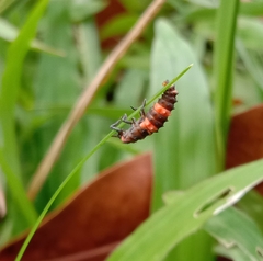 Coccinella transversalis