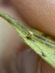 Celticecis aciculata