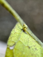 Celticecis aciculata